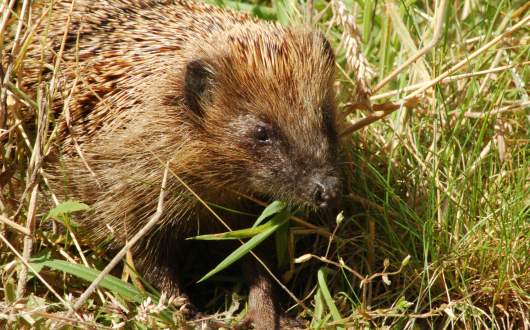 hedgehog