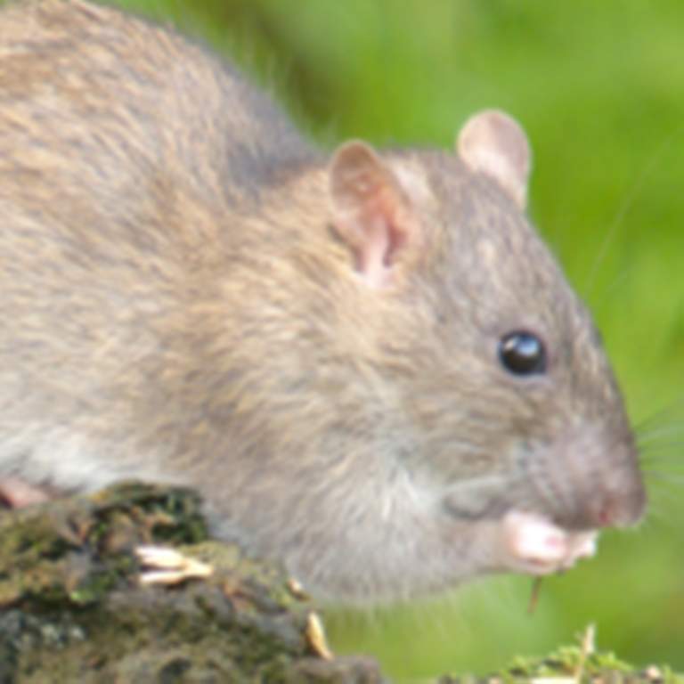 Brown rat eating grass