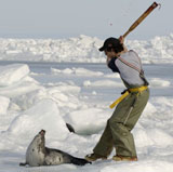 Canadian seal hunt