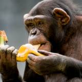 chimpanzee eating