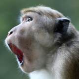 Macaque monkey with its mouth wide open