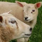 lamb and ewe