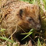 Hedgehog in grass