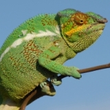 Chameleon on branch