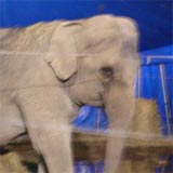 Annie the circus elephant