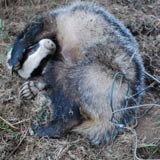 Badger in snare