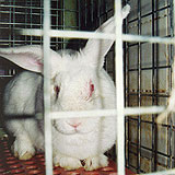 Rabbit in cage