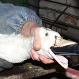 foie gras