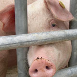 Pig in intensive farm