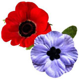 remembrance poppies
