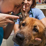 vet with dog