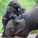 photo of mother and baby elephant