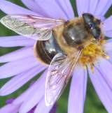 bee on flower