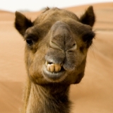 camel