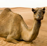 Camel