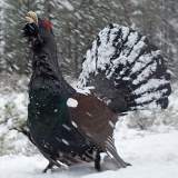 Capercaillie in the snow