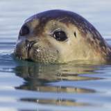 harbour seal