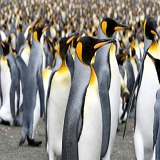 Penguin group in the wild