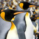 Emperor penguins