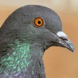 pigeon