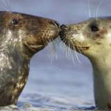 Two grey seals