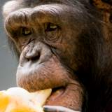 chimpanzee eating