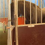 Horse kept in cage at circus