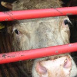 Cow being transported for slaughter