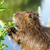 Coypu eating plants