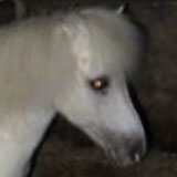 Pony in dark stable