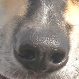 Dog's nose