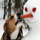 Dog and snowman