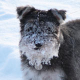 Dog with face covered in snow