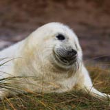 Grey seal pup