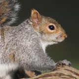 Grey squirrel