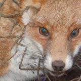 fox in snare