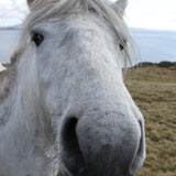 Close up of horse