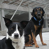 Dogs in front of the Scottish Parliament building