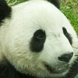 Giant panda