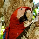 Red parrot