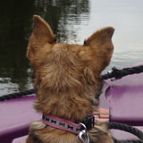 Nora the dog on the canal cruise