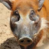 Adult Red River Hog in the wild