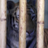 Tiger in Edinburgh Zoo