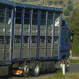 Lorry transporting animals