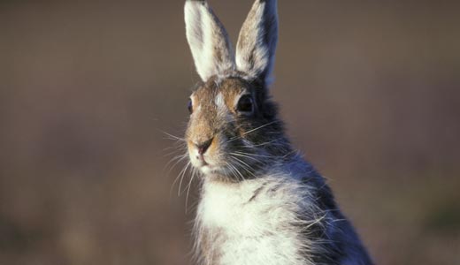 Mountain hare