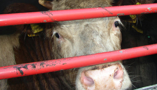 Cow being transported in lorry